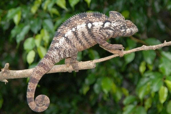 Oustalet's Chameleon For Sale,